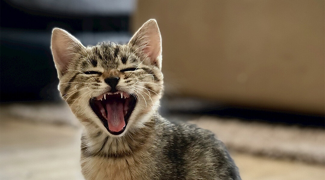 Ziewający mały kotek pręgowany (tabby) z otwartym pyszczkiem i widocznymi zębami, uroczy młody kot domowy w zbliżeniu, naturalne światło, wnętrze domu.
